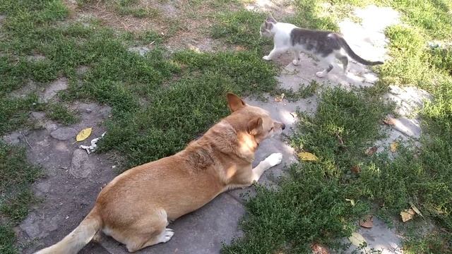 Кашель у собаки смотреть онлайн