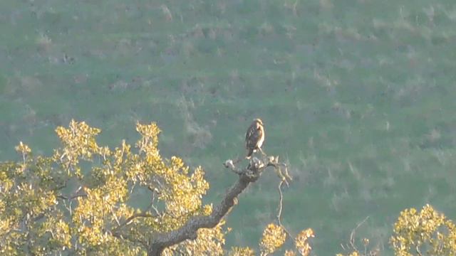 Cooper's Hawks, Fluffy, Kali, RedTailed Hawk and Blue Jays смотреть онлайн