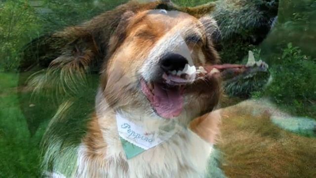 Колли, Австралийская овчарка, Бордер колли. Породы собак смотреть онлайн