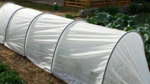 Сажаем огурцы в почву. Выращивание огурцов на шпалерах, под укрывным материалом