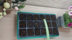 СЕЕМ ЦИНИИ РАССАДНЫМ СПОСОБОМ ...ПОДРОБНО..