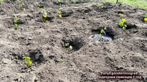 ?Как ПОДКОРМИТЬ молодой САЖЕНЕЦ ВИНОГРАДА. Даже не ДУМАЙ ТАК вносить удобрения на винограднике.