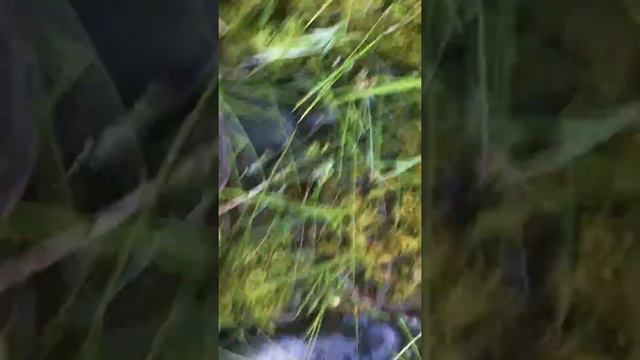 Лесное озеро в Минской обл. смотреть онлайн