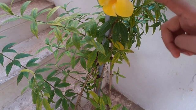 Allamanda - Golden Trumpet | Perennial Flowering Plant | Easy Growing Plant For Beginners смотреть онлайн