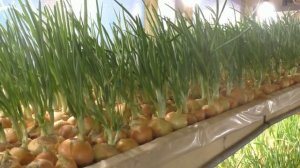 как заработать  в частном доме.   Теплица в Сибири зимой.