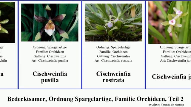 Bedecktsamer, Ordnung Spargelartige, Familie Orchideen, Teil 2 caladenia dendrobium cleistes major смотреть онлайн