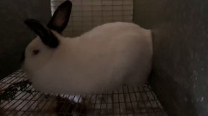 Калифорнийские Кролики. Кормление Кроликов Летом Травой.