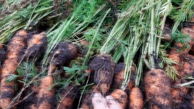 ОБЗОР УРОЖАЙНЫХ СОРТОВ МОРКОВИ смотреть онлайн