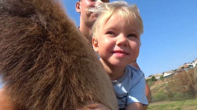 Настоящая Калмыкия! Элиста. Верблюжий Остров. Возрождение Традиционного Животноводства с Песнями! смотреть онлайн
