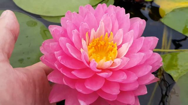 Нимфея Manickam (nymphaeae Manickam) смотреть онлайн