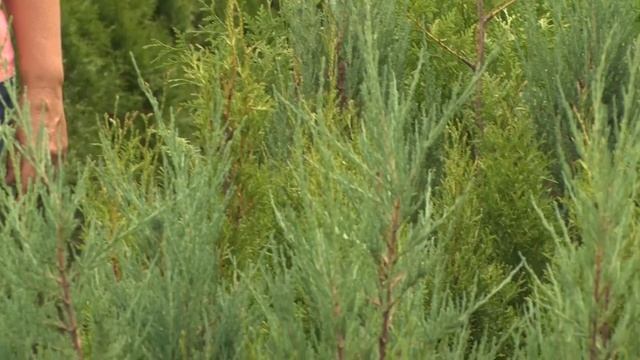 Какое дерево посадить у себя в саду? смотреть онлайн