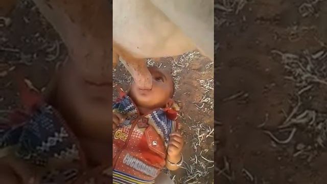 Вот как надо пить молоко