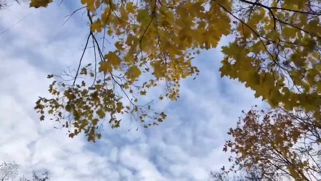 Красною кистью рябина зажглась. Падали листья. Я родилась. (Марина Цветаева) смотреть онлайн