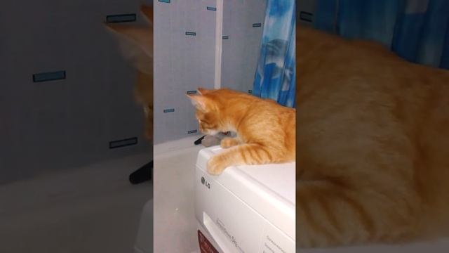 Кот чавкает смотреть онлайн