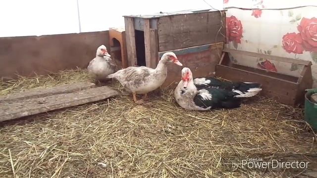 Чтобы индоутки раньше занеслись/начали нести яйца.Мускусные утки.Яйцекладка смотреть онлайн