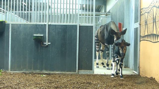 Pasgeboren okapi Zaïre verlaat kraamnest in Beekse Bergen! смотреть онлайн
