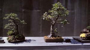 Бонсай. История искусства.