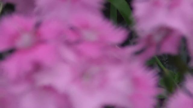 Гвоздика Шабо 2018. Второй год. Cornation смотреть онлайн