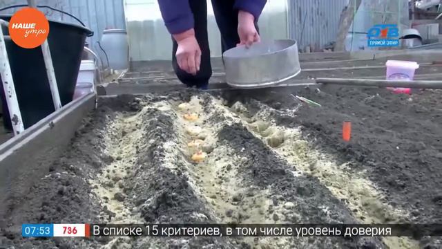 Садовые истории — посадка гладиолусы смотреть онлайн
