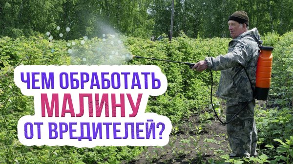 Обработка малины от вредителей и болезней. Как защитить малину от вредителей и болезней?