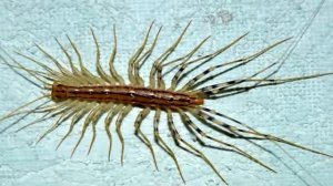 Что будет если укусит сороконожка