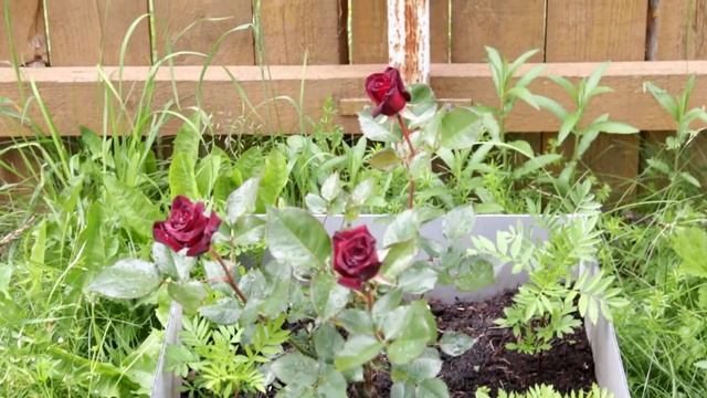 ℹ️ Как сделать высокие грядки своими руками на даче ? смотреть онлайн