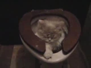 Кот в унитазе смотреть онлайн