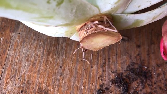 Succulent Vlog ... I head chopped my Echeveria Cante! #sisforsucculents смотреть онлайн