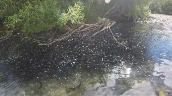 Что происходит с лососем после нереста?