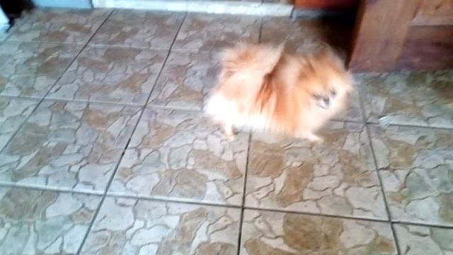 Самый милый шпиц с ДЦП. Булочка.  The Cutest Spitz With Cerebral Palsy