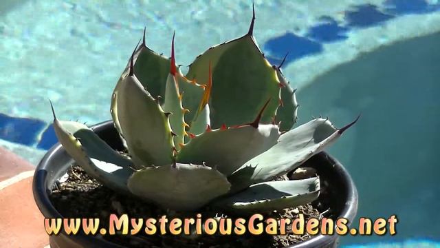 AGAVE PARRYI TRUNCATA VARIEGATA STRIATA '+1' | Mysterious Gardens | AG0070 смотреть онлайн