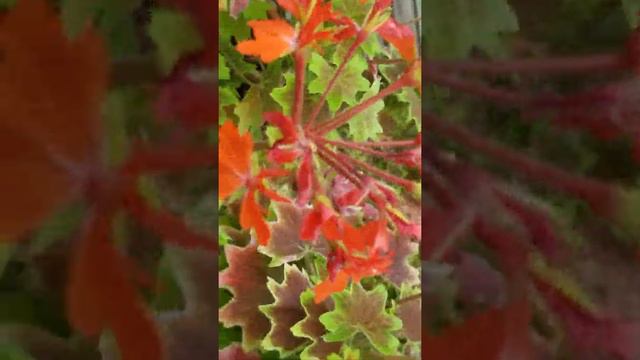 PELARGONIUM VANCOUVER CENTENNIAL GERANIUM смотреть онлайн