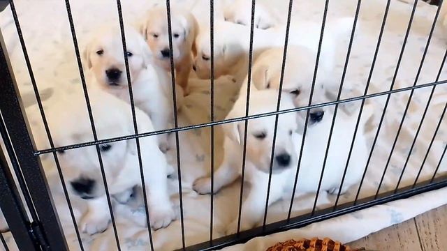 Щенки золотистого ретриверов Помет "С" . ДР 6.07.2023 смотреть онлайн