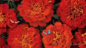 Бархатцы отклоненный Ред ? отклоненный бархатцы Ред обзор: как сажать, семена бархатцев Ред