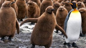 Королевский пингвин интересные факты