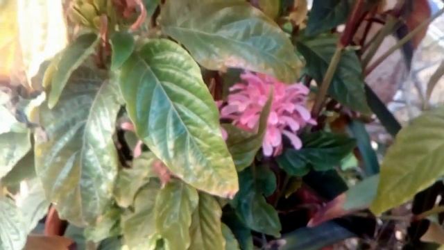 Monarda didyma flor смотреть онлайн