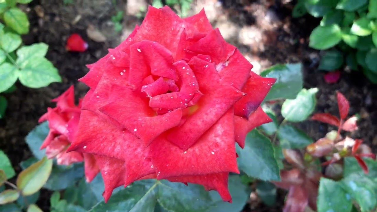 19 июня 2022 Розы в саду часть 2 смотреть онлайн