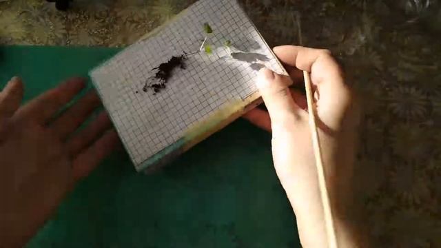 Пикировать землянику - легко! смотреть онлайн