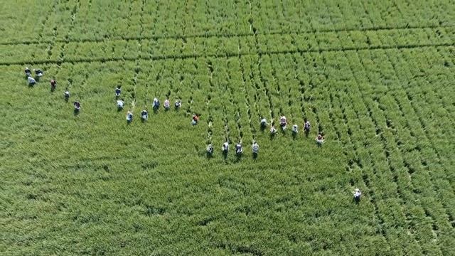 Семена озимой пшеницы 2022. Особенности сезона. смотреть онлайн