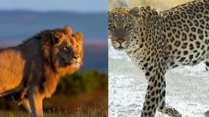 Лев против Ягуара