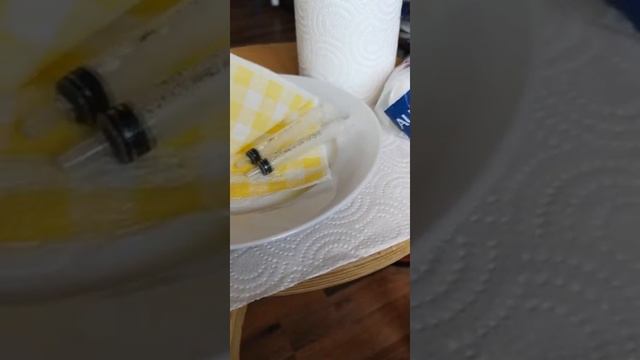 Что нужно для кормления новорождённых котят