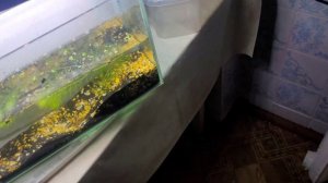 День 10-й. ГУППИ НЕ МОЖЕТ РОДИТЬ ! Сколько МАЛЬКА может дать 1-на САМКА ?