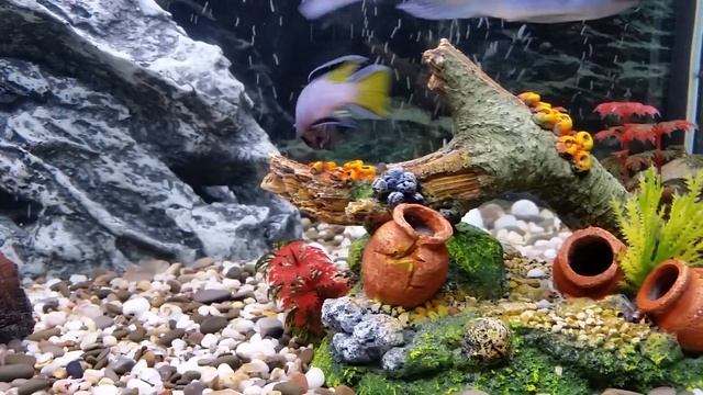 Псевдотрофеус Элонгатус Мпанга вызывает на бой конкурента смотреть онлайн