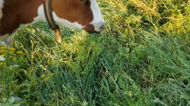 Коси коса Зима все подберет смотреть онлайн