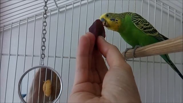 Шоколада мне не дали! Получайте свёклу!They didn't give me chocolate! Get the beets! 他们没有给我巧克力,给了我甜 смотреть онлайн