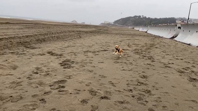 Mini Golden Retriever is jealous of another dog's toy смотреть онлайн