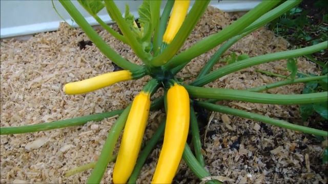 ОТЛИЧНЫЕ ЗАВЯЗИ У ТОМАТНЫХ ДЕРЕВЬЕВ! ИМБИРЬ. МУЛЬЧА. смотреть онлайн