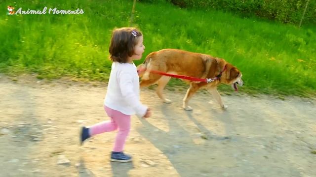 Animal sounds - Cow, Dog, Cat, Parrot, Goat - Familiar animals смотреть онлайн