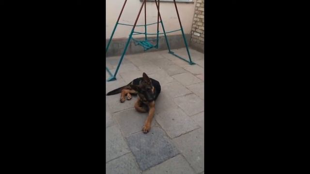 Собака которое влияет на звуки смотреть онлайн