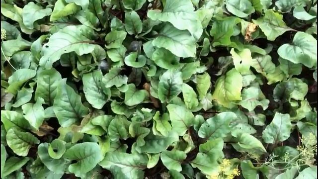 Корнеплоды, как определить сроки уборки?? смотреть онлайн